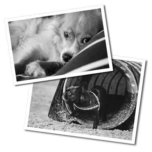 Hunde Daniela Edler